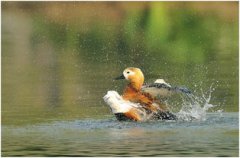 河豚欲上時是什么意思