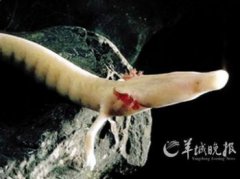 洞螈多少錢(qián)一只