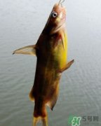 鲅魚是海魚還是淡水魚