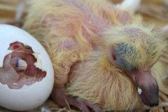 鴿子蛋多久能孵出來小鴿子