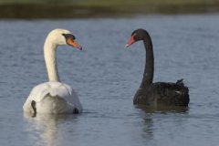 黑天鵝什么意思