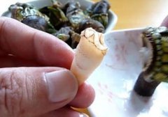 鵝頸藤壺多少錢一斤