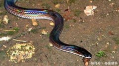 黑蛇白蛇眼鏡蛇是誰說的