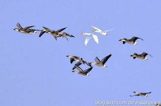 大雁北飛是什么季節