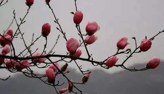 大雁北飛是什么季節