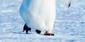 企鵝為什么不怕冷