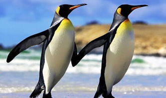 企鵝為什么不怕冷