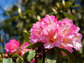 北京杜鵑花哪里好看