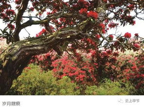 北京杜鵑花哪里好看