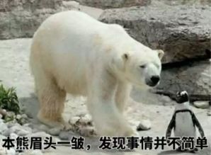 北極熊為什么不吃企鵝