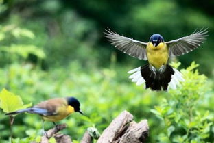 戴勝鳥吉祥還是不吉祥