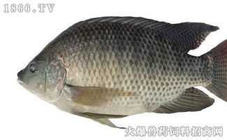 淡水石斑魚多少錢一斤