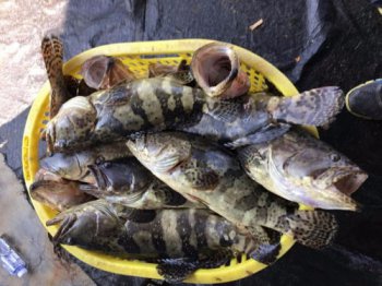 淡水石斑魚多少錢一斤