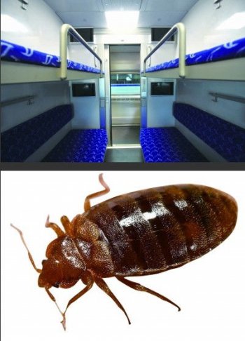 被臭蟲咬了怎么辦