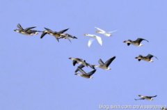 大雁北飛是什么季節