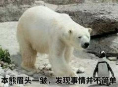 北極熊為什么不吃企鵝