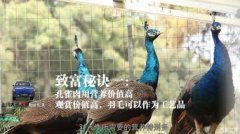 戴勝鳥吉祥還是不吉祥