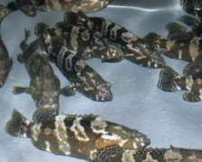 淡水石斑魚多少錢一斤