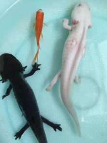 六角龍魚吃什么