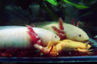 六角恐龍魚認主人嗎