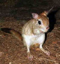 六角恐龍魚認主人嗎