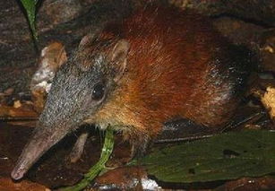 六角恐龍魚認主人嗎