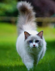 布偶貓價格多少錢一只