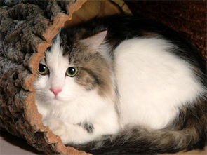 布偶貓價格多少錢一只