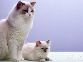 布偶貓價格多少錢一只