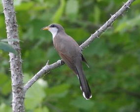 布谷鳥是杜鵑鳥嗎