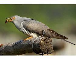 布谷鳥是杜鵑鳥嗎