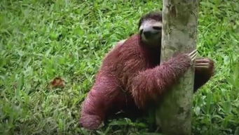 樹獺和樹懶一種動物嗎