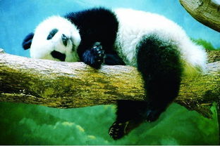 樹獺和樹懶一種動物嗎