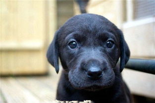 夢見白狐貍是什么預兆