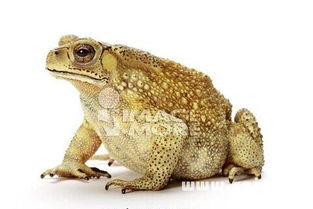 夢見白狐貍是什么預兆