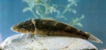 夢見黑魚什么意思