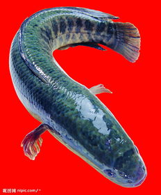 夢見黑魚什么意思