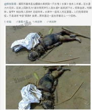 水猴子為什么要拉人