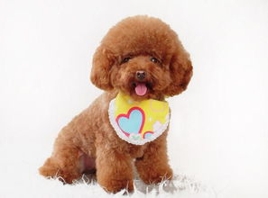 泰迪幾個月開始認主人