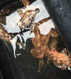 石九公魚多少錢一斤