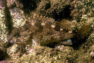 石九公魚多少錢一斤