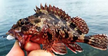 石九公魚多少錢一斤