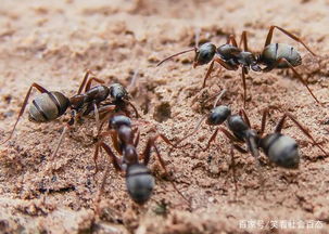 螞蟻是二維生物嗎