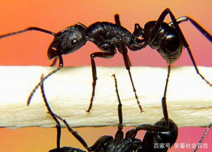 螞蟻是二維生物嗎