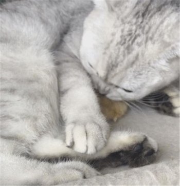 蝙蝠屎和老鼠屎怎么認