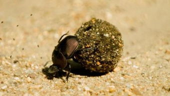 蝙蝠屎和老鼠屎怎么認