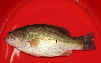 鱸魚不能和什么一起吃