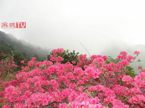 麻城杜鵑花門票多少錢