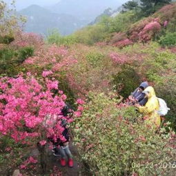 麻城杜鵑花門票多少錢