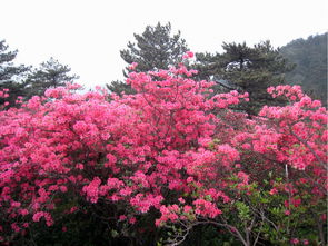 麻城杜鵑花門票多少錢